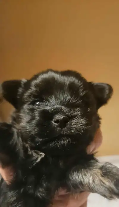 YORKSHIRE TERRIER PUPPIES, View more