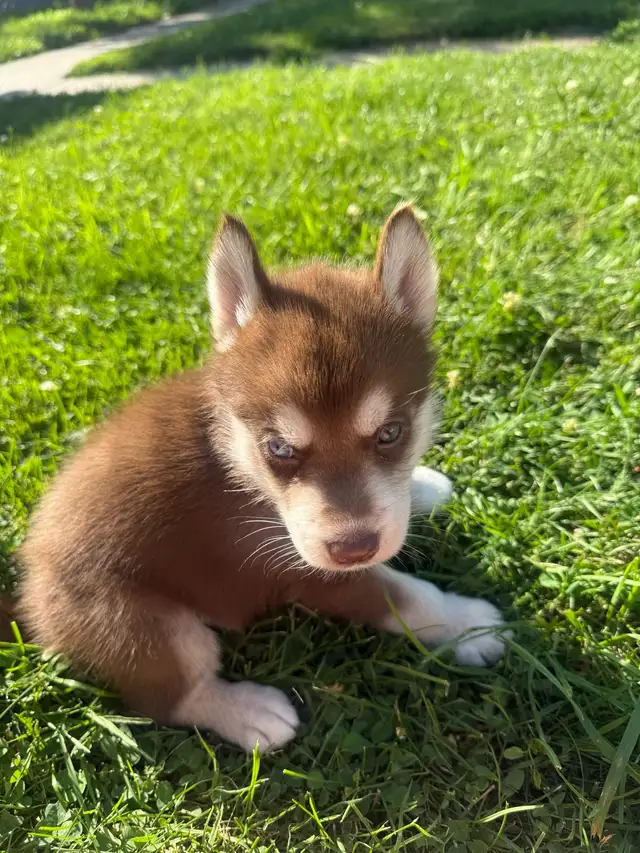 Husky Puppies in Dogs & Puppies for Rehoming in Windsor Region - Image 7