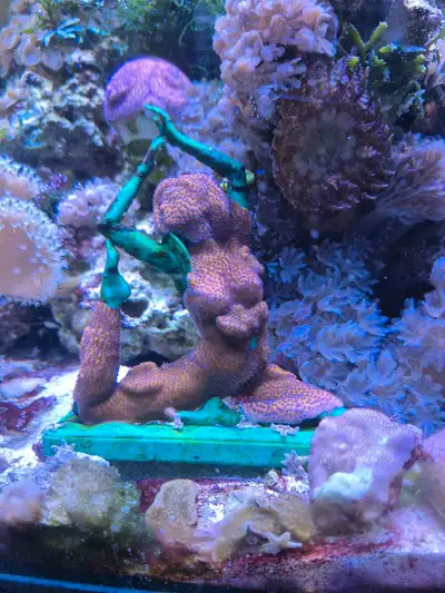 I'm selling a variety of vibrant and healthy coral frags, perfect for adding colour and life to your...