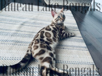 TOP QUALITY TICA REGISTERED BENGAL KITTENS 
