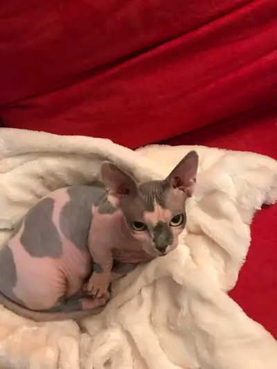 Sphynx bambino, View more