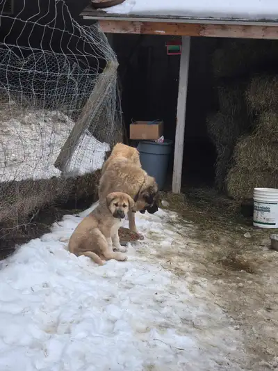 Kangal with Great Pyrenees,very good guardian dog,very friendly dog with the kids
