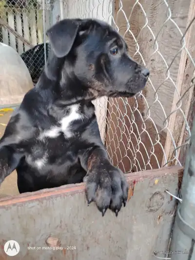 Rottweiler/dogo Argentina puppies available, View more
