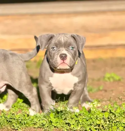 Puppies, View more