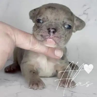 French Bulldog Moto Mutz, View more