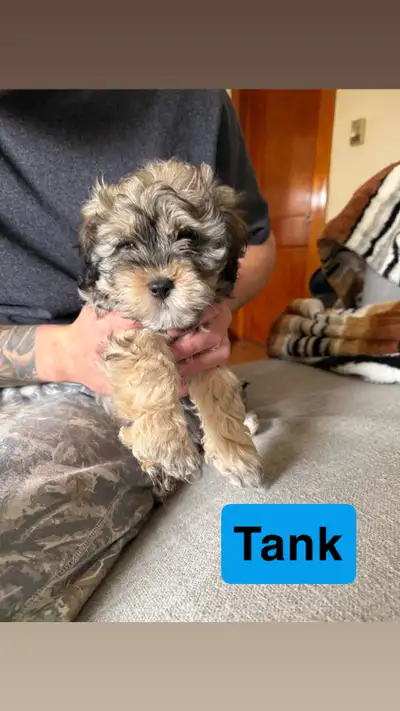 Maltipoo Puppies , View more