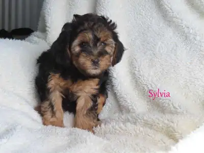 Yorkiepoo puppies, View more