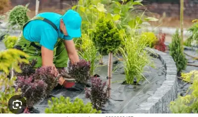 Looking for someone to help clean the back yard of weeds and debris . Please call me at 807-476-7440...