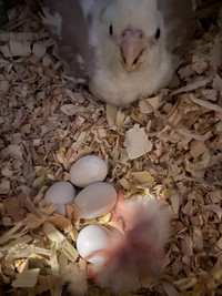 White-Faced Cockatiel Babies Hatching  