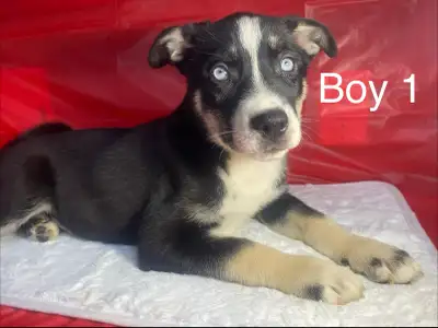 Pomsky X Puppies Valentine’s Day Adoption, View more
