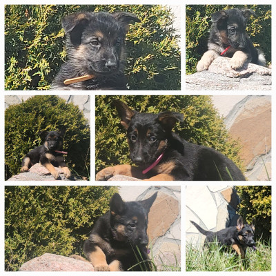 German shepherd puppies