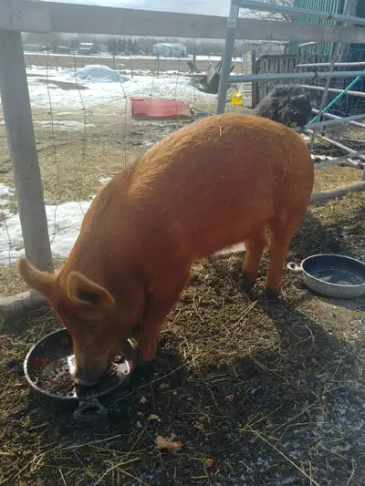 Butcher Pig For Sale, View more
