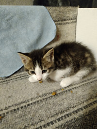 Male Kitten