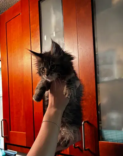 Maine Coon Kittens READY TO GO, View more