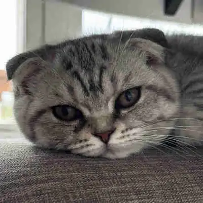 Scottish Fold kitten, female, silver tabby, View more