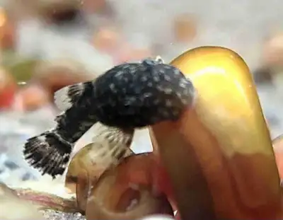 1/2 inch brown bristlenose baby plecos  , View more