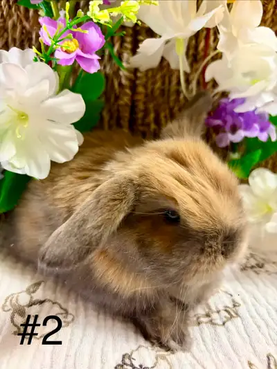 **Both RESERVED** Female Holland Lop Bunnies!!, View more