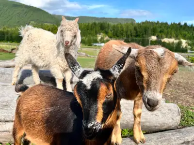 2 x 2 year old Nigerian goat  siblings, View more