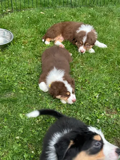 Australian shepherds puppies, View more