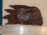 Real Crocodile foot - porte monnaie pied de crocodile