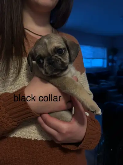 3/4 pug 1/4 pekingese the puppies get vet check on December 18th and they will be ready for there fo...