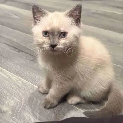Female Ragdoll kitten still available!, View more
