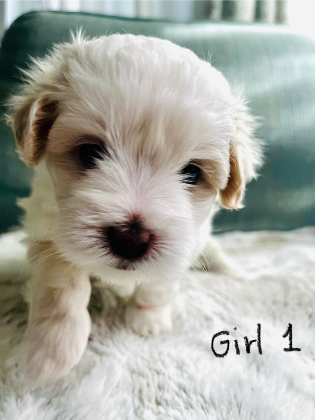 Beautiful Shih Tzu-Poodle/ Maltese-Poodle puppies  in Dogs & Puppies for Rehoming in Calgary - Image 3