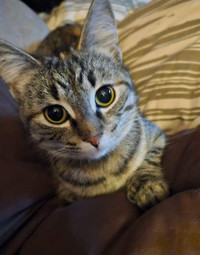 Penelope - 6 months - Female Cat 
