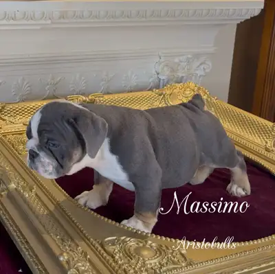 ⭐️Annonce bilingue⭐️ ⭐️Bilingual add⭐️ ⭐️⭐️⭐️⭐️⭐️ 2 gorgeous high quality purebred Exotic English Bu...