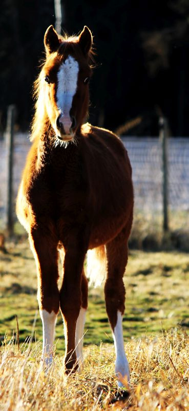 Beautiful 2023 Chestnut Arabian Colt. Patron / Khemo bred. in Horses & Ponies for Rehoming in Edmonton - Image 4