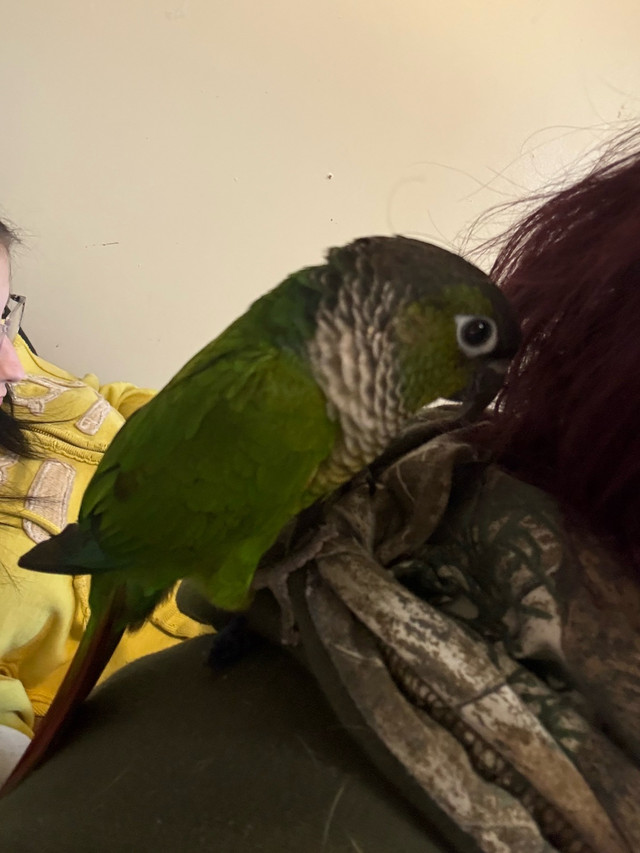 beautiful conures in Birds for Rehoming in Sudbury