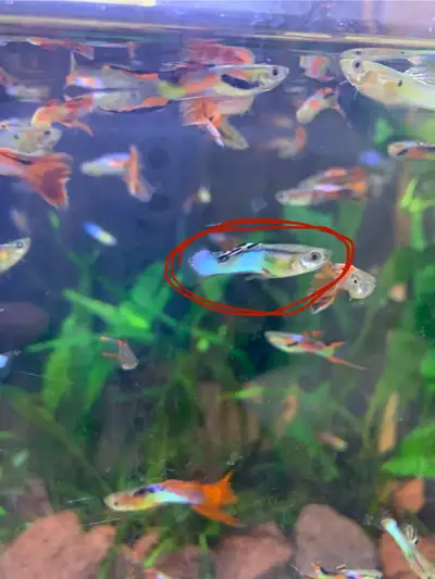   Japan Blue Male Endlers Guppy, View more