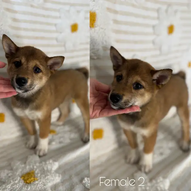 Shiba Inu adorable puppies in Dogs & Puppies for Rehoming in City of Toronto - Image 4