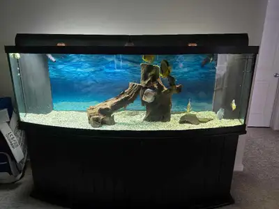 100 Gallon Aquarium system, View more