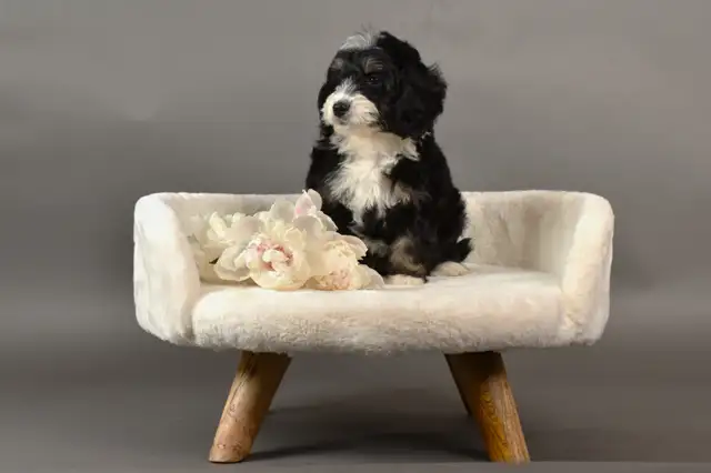 Beautiful Mini Bernedoodles in Dogs & Puppies for Rehoming in Kitchener / Waterloo - Image 5