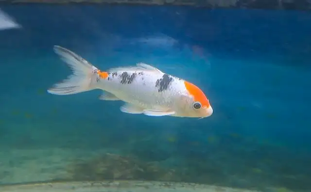 Koi fish 7-8inches in Fish for Rehoming in Oshawa / Durham Region - Image 6
