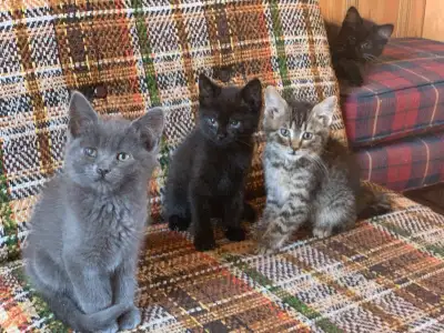 Rescue kittens for adoption, View more