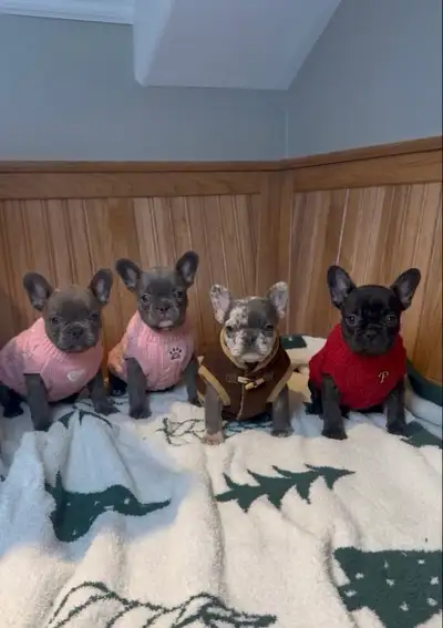 French Bulldog Puppies, View more
