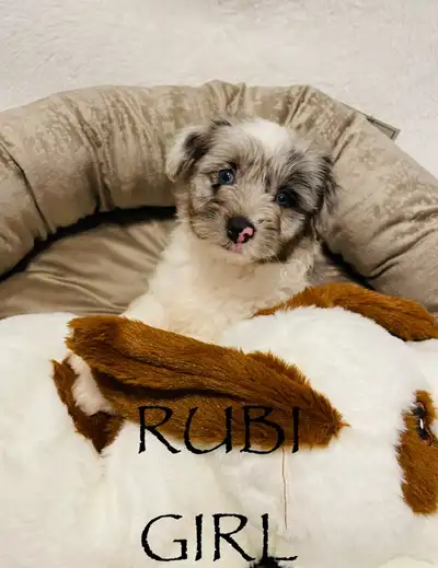 Please contact me at 705-707-1134 Marian. Yulina Blue Merle Valeria Blue Merle Ramona White Blue Mer...