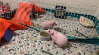 Skinny Pigs for Sale 