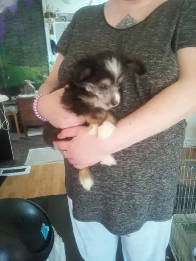 1 male  Chinese Crested puppy left, View more
