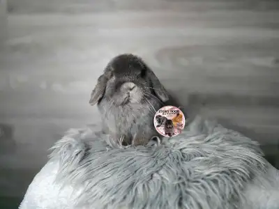 Meet Story Book's Harper Solid Blue | Holland Lop Doe | 1 Year Old She is a petite Holland Lop who k...