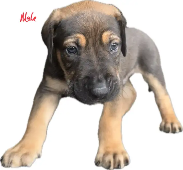 Belgian Mal x Puppies for sale in Dogs & Puppies for Rehoming in St. Catharines - Image 8