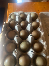  Fertilized  ring neck pheasant eggs