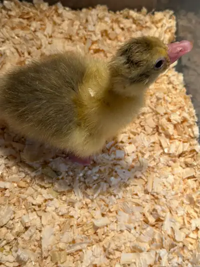 looking for Sebastopol gosling, View more