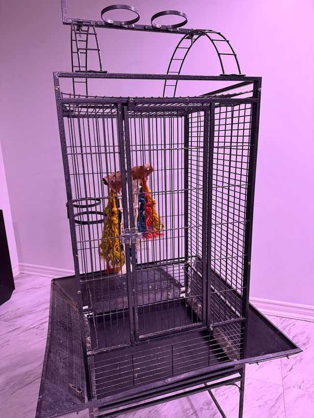 conures trained  in Birds for Rehoming in Mississauga / Peel Region - Image 3