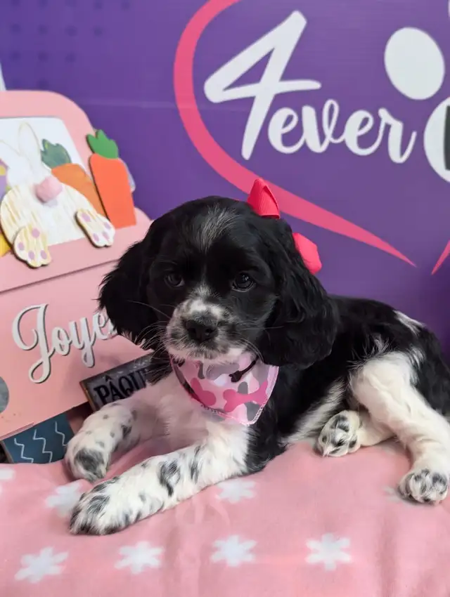 Cocker spaniel puppies ready for may 25 in Dogs & Puppies for Rehoming in City of Toronto - Image 7