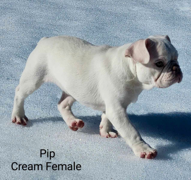 1 Beautiful Platinum French Bulldog Puppy in Dogs & Puppies for Rehoming in Victoria - Image 3
