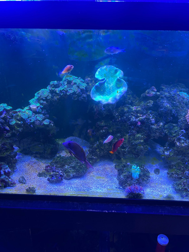 130 gallon saltwater aquarium reef for sale in Livestock in City of Toronto - Image 4