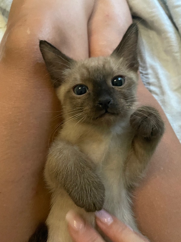 Male Tonkinese (Siamese/Burmese) kittens Cats & Kittens for Rehoming Hamilton